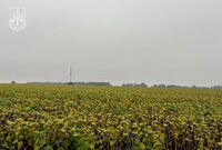 Неподалік Рівненщини фермери продавали врожай з радіоактивних земель (ФОТО)