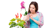 Місія нездійсненна: як поливати орхідею, щоб вона цвіла раз за разом