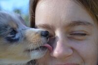 Чому собака облизує обличчя господареві: просте пояснення вчених