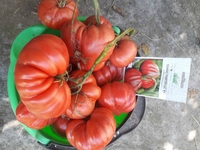 Рівнянка виростила помідор-гігант (ФОТО)