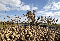 Якими будуть ціни на картоплю на Рівненщині?