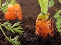 Чому морква стає зеленою: причини і варіанти розв'язання проблеми