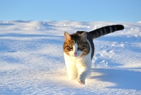 Для чого 26 січня спостерігають за котами: народні прикмети