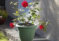 Чому жінкам не варто вирощувати вдома троянду в горщику: народні прикмети про квіти