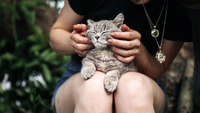 Таємне життя котів: експерти розповіли, чим пухнасті займаються на вулиці