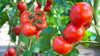 Диво-краплі для помідорів: з таким підживленням м'ясисті плоди гарантовані! 