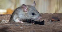 Миші з жахом втечуть з дому: Гуманний спосіб позбутися мишей