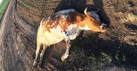 «Не може себе стримати»: Поліція затримала ймовірного збоченця, який зґвалтував вагітну корову