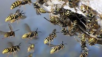 Що посадити біля дому, щоб прогнати з ділянки бджіл, ос і джмелів