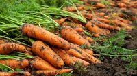 Суперпідживлення для моркви: шкідники зникнуть, а коренеплоди будуть величезними