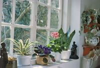 Поставте ці кімнатні рослини на підвіконня і конденсату не буде: лайфхак від флористів