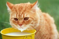 Із якої миски не можна годувати котів: поради ветеринара
