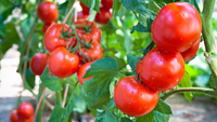 Результат вас вразить: додайте це у воду - і томати почнуть інтенсивно рости й зав'язувати плоди