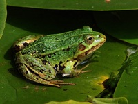 Що віщує жаба, яка застрибнула в дім: народні прикмети