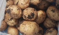 Молоду картоплю масово очікують лише в кінці червня: Якою буде ціна?