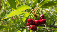 Підживлення вишні навесні: Чим удобрити, щоб ягода була солодкою