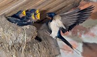 Чому птахи в'ють гнізда на будинку: народні прикмети