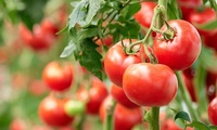 Метод вирощування томатів, при якому розсада виросте вдвічі швидше