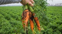 Морква виросла рівна та довга: як підвищити врожайність овочу вже під час посадки? 
