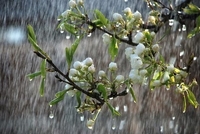 Що означає дощ на 12 березня: народні прикмети